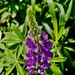 Lupine