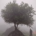 Exposed roots