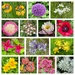 1st June Garden Snapshot 
