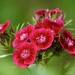 Dianthus