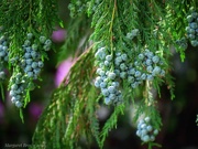 1st Jun 2026 - Evergreen