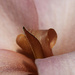 Flower Macros