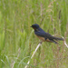 barn swallow