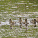mallard ducklings