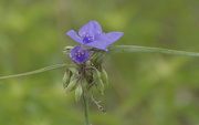 1st Jun 2026 - spiderwort