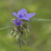 spiderwort