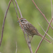 song sparrow