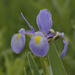 blue flag iris 