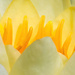 Resplendent