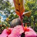Beauty after the Bloom