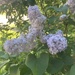 Wild Lilac!