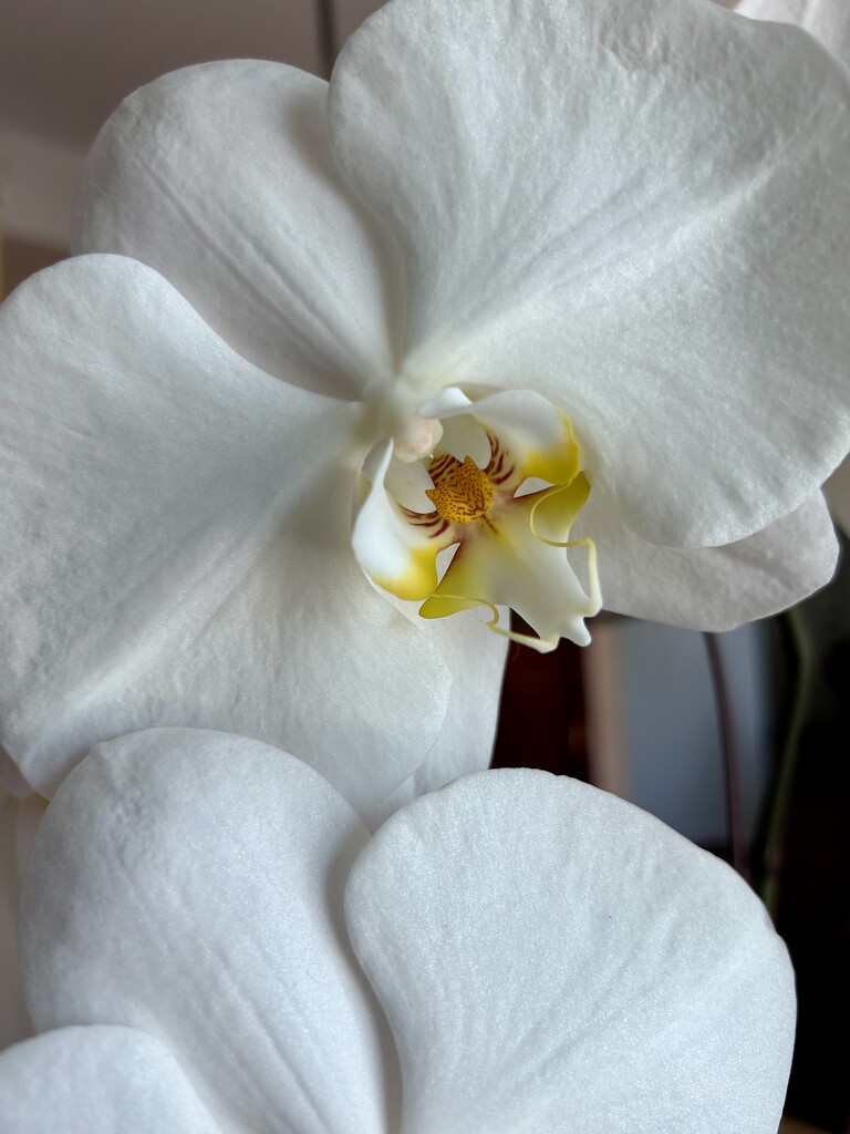 Orchid by loweygrace