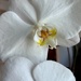 Orchid