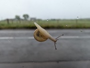 2nd Jun 2026 - Window traveller 