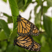 Mating Monarchs