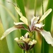 Stinking Iris