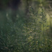 Somewhere in the forest