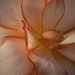 Flower Macro