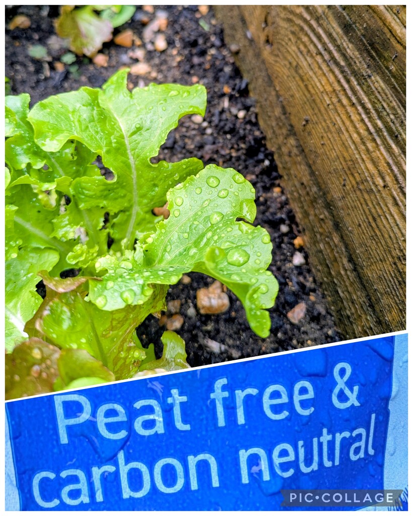 Peat free  by boxplayer