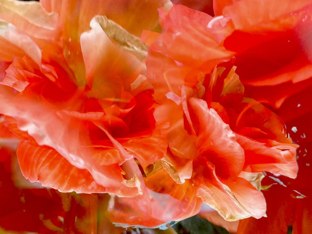 Frilled & Furled  by rensala