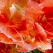 Frilled & Furled 