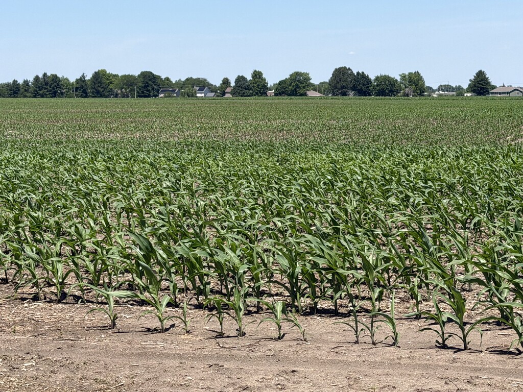 Corn field  by illinilass
