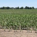 Corn field 