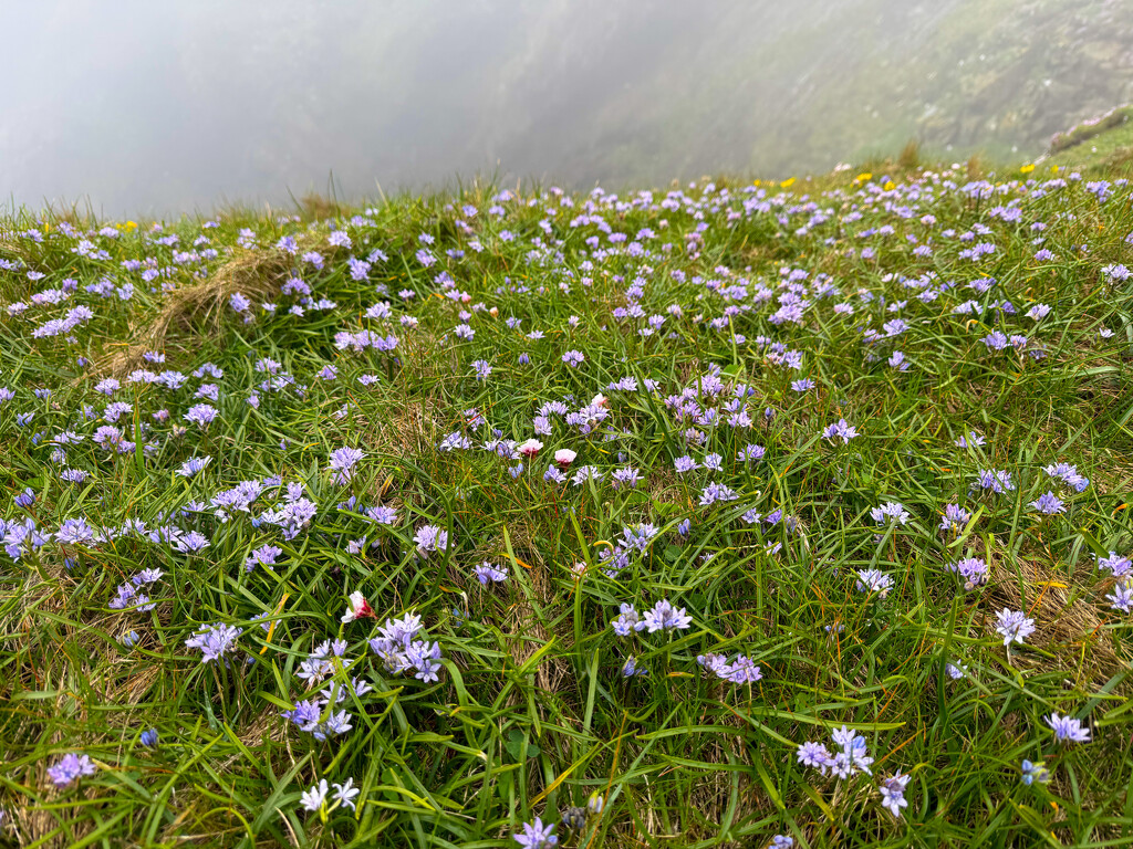 Cliff Flowers by lifeat60degrees