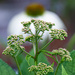 Joe Pye Weed...