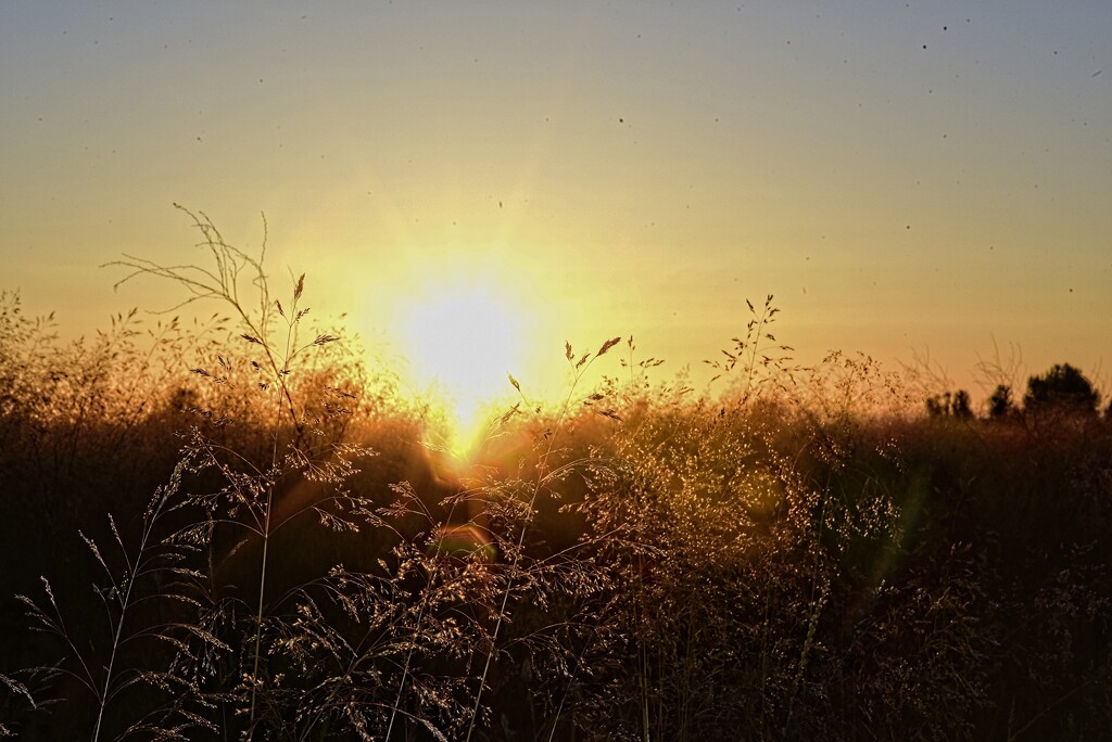 Golden grasses by joysabin