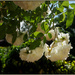 2 - Bedraggled Roses