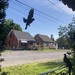 Wild Pigeons