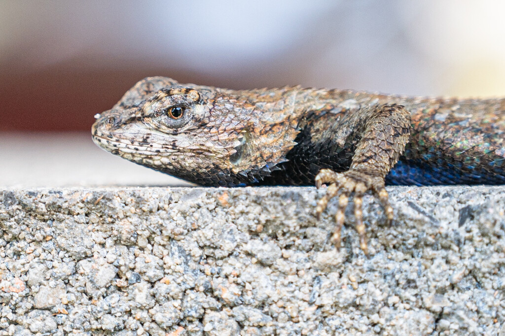 Pine Lizard... by thewatersphotos