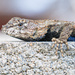 Pine Lizard...