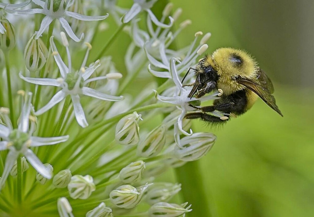 A Bee on Allium by gardencat