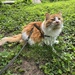 Cheeto got some outside time. 