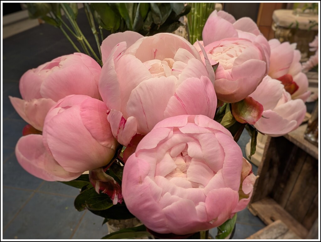 Peonies by zilli