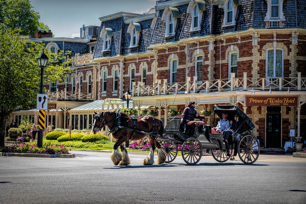 Niagara-on-the-Lake Horse Carriage by pdulis