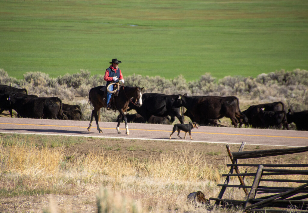 I Love Montana! by jetr