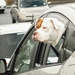 Backseat Driver
