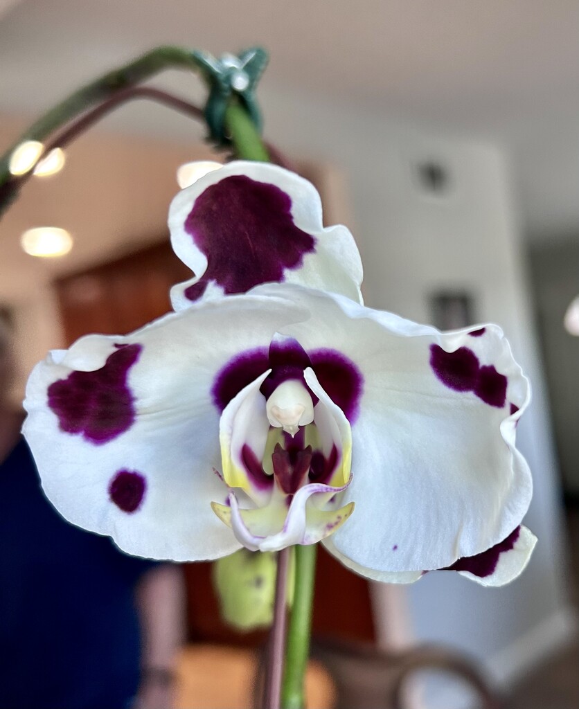 Orchid by loweygrace