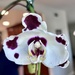 Orchid