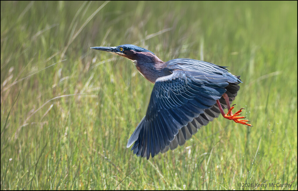Gotta Go! by mccarth1