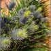 Thistles 