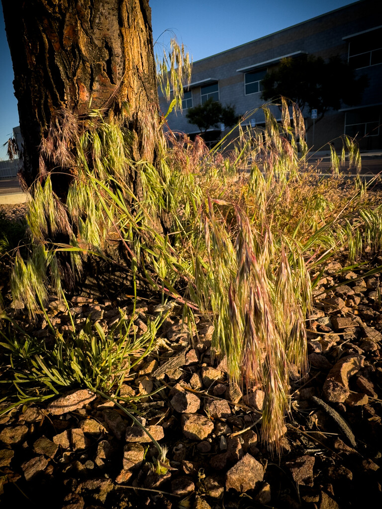 Morning grass by jeffjones