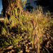 Morning grass