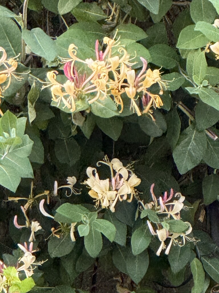 Honeysuckle by scotlinx