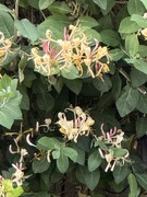 31st May 2026 - Honeysuckle