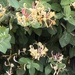 Honeysuckle