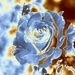 sepia rose